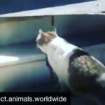 Sneha Ullal Instagram - Thoda hai thodi ki zaroorat hai. You probably are a peoples person and may have expressed your compassion towards street dwellers or other humans in need and thats really great but is it too much to also feel compassionate for animals? #ahimsa 💕try helping the other kinds of beings too.🙏🏻