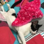 Sneha Ullal Instagram - And this is Picket with my stuff toy Ray.She knows how to enjoy life.#furbaby