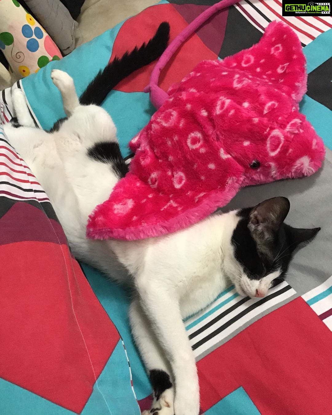 Sneha Ullal Instagram - And this is Picket with my stuff toy Ray.She knows how to enjoy life.#furbaby