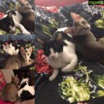Sneha Ullal Instagram - Too much cuteness to handle.Well, they were up for adoption and they did get a home as well.But now they belong to me.😬