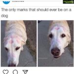 Sneha Ullal Instagram - To the all cruel people and the cruel news we hear abt people removing their sexual and mental frustrations on animals.I want to build a small army across India against all those kind of people. #kissyourpet