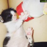 Sneha Ullal Instagram - A new born with no mother to mother her.Now she has this special kitten milk formula which substitutes her actual mamma's milk so she can live on.Round the clock care and a lot of love and we all are winners.She will live on and become a beautiful cat.#godsplan Bandra World of Storytellers