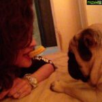 Sneha Ullal Instagram – Pug Love.Pure pure pure love.
@shraddhadas43 in the background finally getting dressed.😂