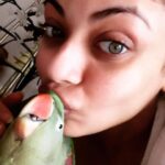 Sneha Ullal Instagram - This is my rescued one eye blind parrot "Buddy".I named her buddy because initially i didnt know her sex😑 so the name "Buddy" seemed neutral.She only allows me to handle her and take care of her and love her.Shes a bitch to everyone else.😋This breed is illegal to keep captive so please dont buy them.They are known as Alexandrine Parrots.