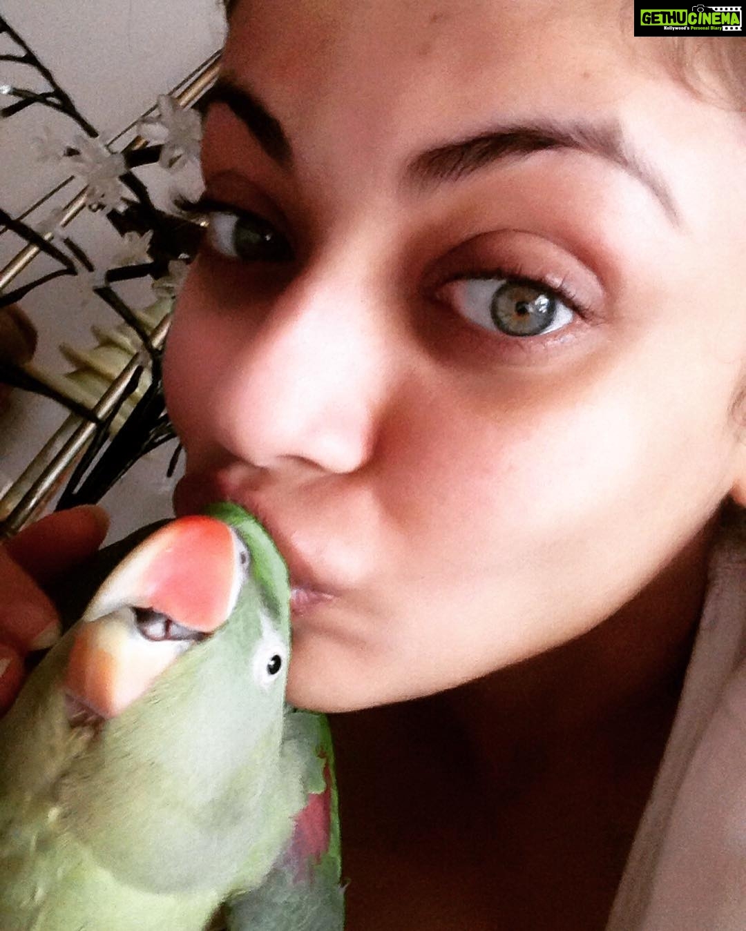 Sneha Ullal Instagram - This is my rescued one eye blind parrot "Buddy".I named her buddy because initially i didnt know her sex😑 so the name "Buddy" seemed neutral.She only allows me to handle her and take care of her and love her.Shes a bitch to everyone else.😋This breed is illegal to keep captive so please dont buy them.They are known as Alexandrine Parrots.