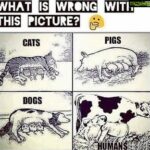 Sneha Ullal Instagram - What is wrong with this picture? #snehaullal #vegan #crueltyfree