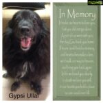 Sneha Ullal Instagram – My baby left this world on 8th April.She had a beautiful life,she was a beautiful soul.She gave us so much joy and love that i think no Human cAn.If we knew how to love so unconditionally like Gypsi did,we would make this world a better place..Pray for her soul.