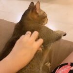 Sneha Ullal Instagram - What do you think of my animal love language? #snehaullal #keepitreal