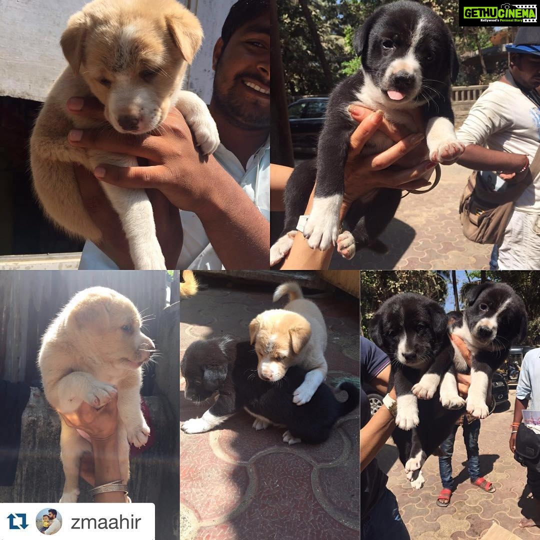 Sneha Ullal Instagram - Pls adopt..leave phone numbers below if you interested..