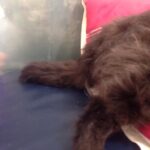 Sneha Ullal Instagram – you can fight any illness by being happy.Gypsi wags her tail even while shes getting her treatment.Being alive is happiness. #gypsylove #prayforyourpets #loveharderthanloveitself