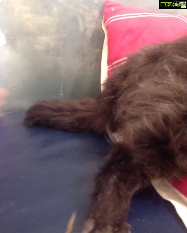 Sneha Ullal Instagram - you can fight any illness by being happy.Gypsi wags her tail even while shes getting her treatment.Being alive is happiness. #gypsylove #prayforyourpets #loveharderthanloveitself