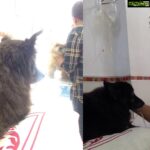 Sneha Ullal Instagram – I wanted to be a Vet doctor but it always scared me how traumatic it would be to see sick animals all the time,so that career never happened.Human doctors are brilliant but animal doctors are superhuman.#gypsylove #prayforyourpets