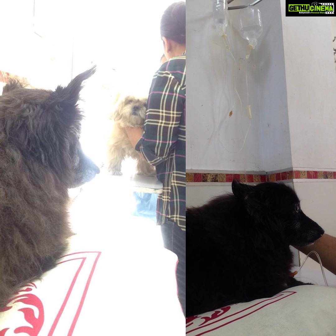 Sneha Ullal Instagram - I wanted to be a Vet doctor but it always scared me how traumatic it would be to see sick animals all the time,so that career never happened.Human doctors are brilliant but animal doctors are superhuman.#gypsylove #prayforyourpets