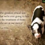 Sneha Ullal Instagram – If everyone could really understand and act on these words of #lynwhite #liveandletlive #causenoharm #begooddogood