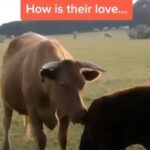 Sneha Ullal Instagram - What a wonderful world it can be, if we just stop using them for our needs.In fact, stop using anyone at all.You can do it.Humans have the power to reason,so reason within yourself.Think about these animals and their journey of life.Your choices have consequences on others lives and deaths.#govegan #vegan #snehaullal 🙏🏻❤️🌱