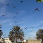 Sneha Ullal Instagram - Birds Of Oman #myiphonecapture #freeyourself
