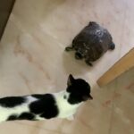 Sneha Ullal Instagram - You have met my cat Picket before , but here is turtle baby “Charlie” .Charlie was abandoned and thrown on the streets.She was found by some good people and brought to me to foster but soon enough she became a permanent house member and has been with me since 7 years.I have 4 turtles .Touch wood.