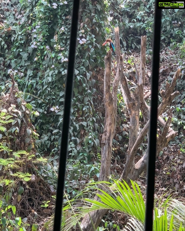 Sneha Ullal Instagram - My visitor for the day.. Home