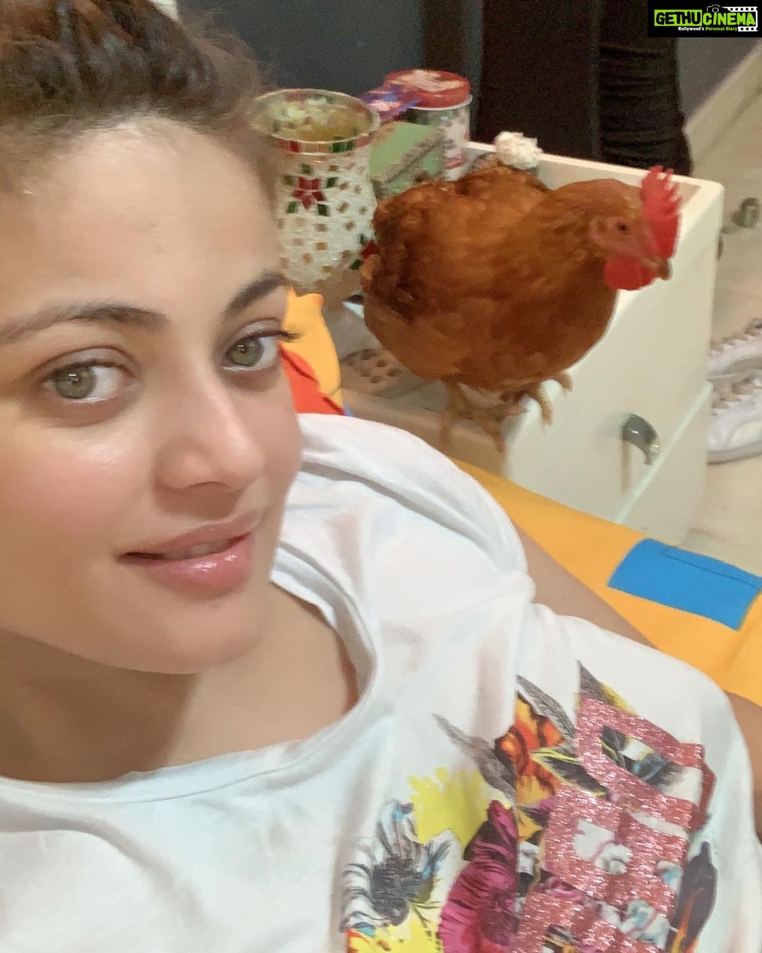Sneha Ullal Instagram - Remember Tofu? First of all shes a boy.😋 and second of all he has his own family now.Tofu , his hen and a bunch of 🐣 babies are having a #happilyeverafter kind of life in a beautiful farm on the outskirts of Mumbai.#crueltyfree #snehaullal #vegan #nomeat #nodairy just #compassion