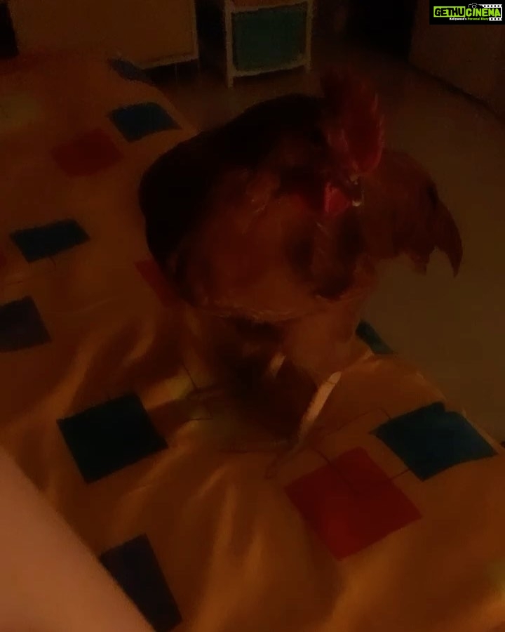 Sneha Ullal Instagram - Remember Tofu? First of all shes a boy.😋 and second of all he has his own family now.Tofu , his hen and a bunch of 🐣 babies are having a #happilyeverafter kind of life in a beautiful farm on the outskirts of Mumbai.#crueltyfree #snehaullal #vegan #nomeat #nodairy just #compassion