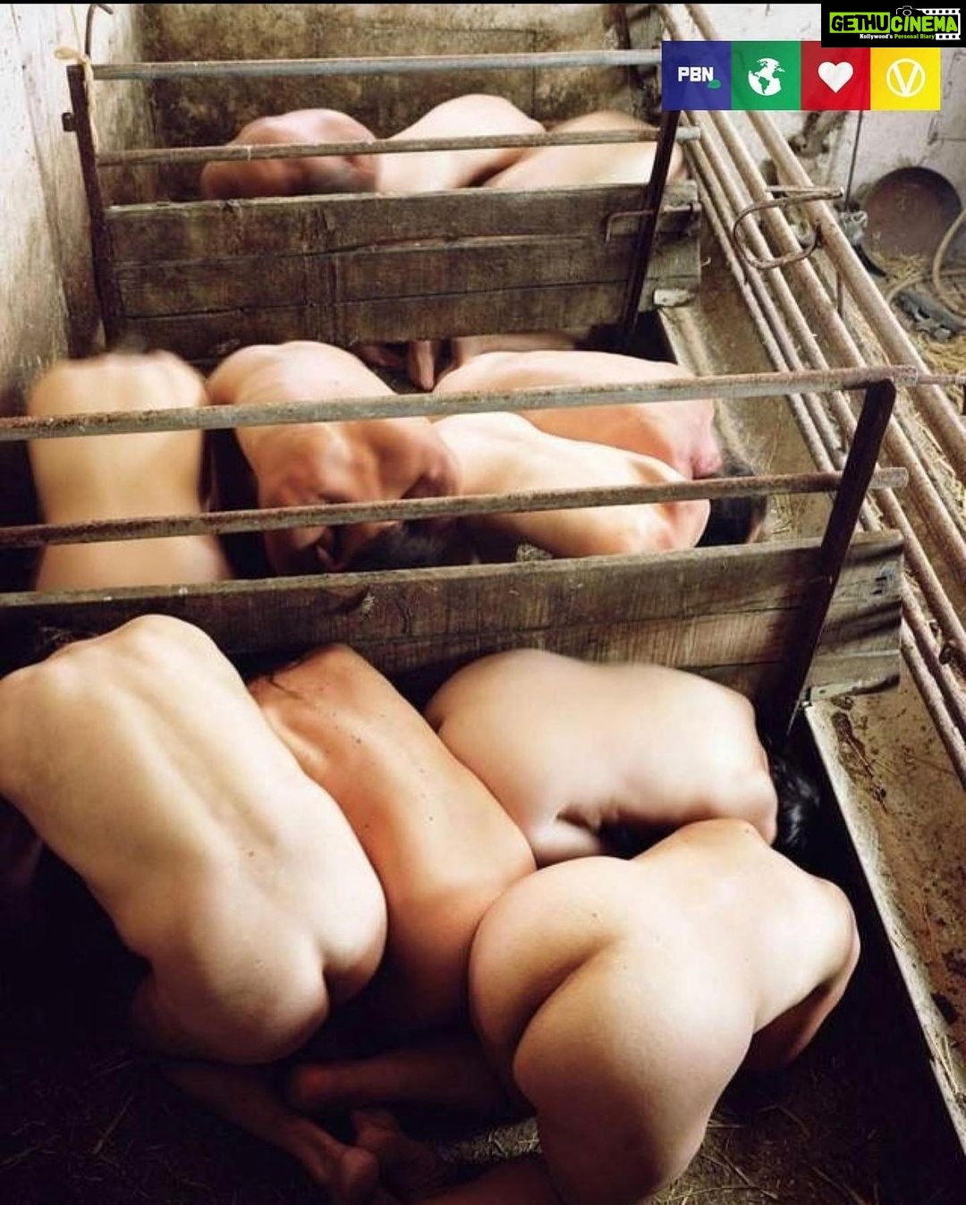 Sneha Ullal Instagram - What if????? šš»šš»šš»šš»šš»šš»šš» Please adopt a plant based lifestyle & avoid meat,dairy,leather & fur.And before you argue back about your dairy needs,understand this-We are the only living creatures who consume milk after our mothers stop breast feeding.Which only makes sense to say that breast milk of your own mother is the only natural way to consume milk.So šš».#snehaullal #crueltyfree #vegan #plantbased
