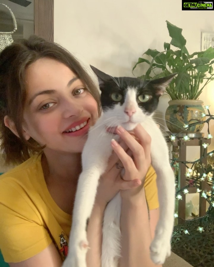 Sneha Ullal Instagram - Home sweet Home.My Picket girl is being moody today. #snehaullal #vegan #crueltyfree