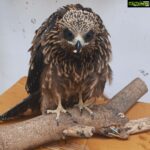 Sneha Ullal Instagram - My rescued Eagle named “Coconut” is not ready to fly yet.She is young.