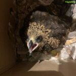 Sneha Ullal Instagram - Baby eagle rescue.Will release her soon as she gains full strength to fly..I named this baby “Coconut”
