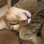 Sneha Ullal Instagram - See my Bonet cat..Peacefully sleeping with his cute teeth.Too much cuteness.🥰