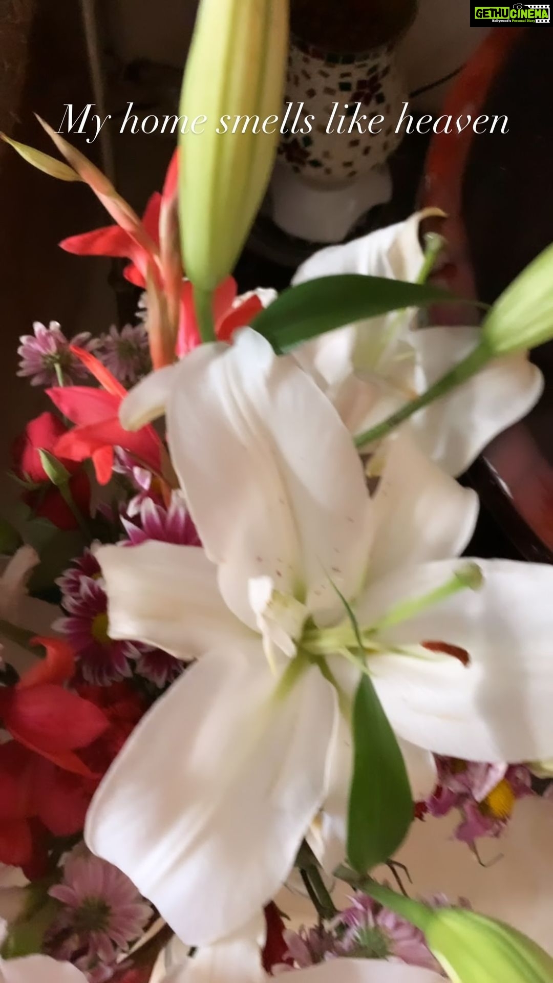 Sneha Ullal Instagram - 18th december.Bday flowers #snehaullal