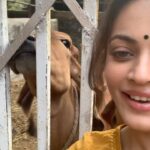 Sneha Ullal Instagram – You have no idea how fucked up their lives are.LOCKED UP,INJECTED WITH HORMONES & UNNECESSARY ANTI-BIOTICS,ARTIFICIALLY IMPREGNATED,STARVED & ENSLAVED.
THE DAIRY industry is the MEAT industry.So if you are a vegetarian , its good but not good enough ,as the animals are still suffering and exploited for your dairy needs which eventually leads to 
SUFFERING & DEATH.I know alot of you will comment shitty and mean things,but pls dont.Im only trying to bring more awareness so one day we will live in a #crueltyfree world.❤️
#snehaullal #vegan 🙏🏻