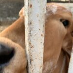Sneha Ullal Instagram - You have no idea how fucked up their lives are.LOCKED UP,INJECTED WITH HORMONES & UNNECESSARY ANTI-BIOTICS,ARTIFICIALLY IMPREGNATED,STARVED & ENSLAVED. THE DAIRY industry is the MEAT industry.So if you are a vegetarian , its good but not good enough ,as the animals are still suffering and exploited for your dairy needs which eventually leads to SUFFERING & DEATH.I know alot of you will comment shitty and mean things,but pls dont.Im only trying to bring more awareness so one day we will live in a #crueltyfree world.❤️ #snehaullal #vegan 🙏🏻