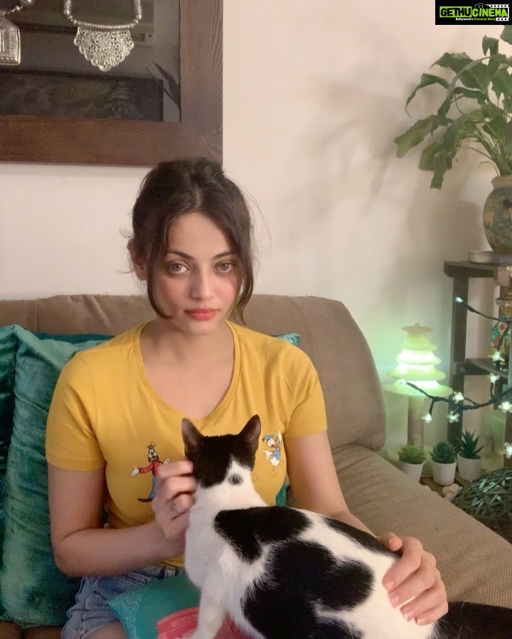 Sneha Ullal Instagram - Home sweet Home.My Picket girl is being moody today. #snehaullal #vegan #crueltyfree