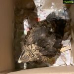 Sneha Ullal Instagram - Baby eagle rescue.Will release her soon as she gains full strength to fly..I named this baby “Coconut”