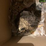 Sneha Ullal Instagram - Baby eagle rescue.Will release her soon as she gains full strength to fly..I named this baby “Coconut”