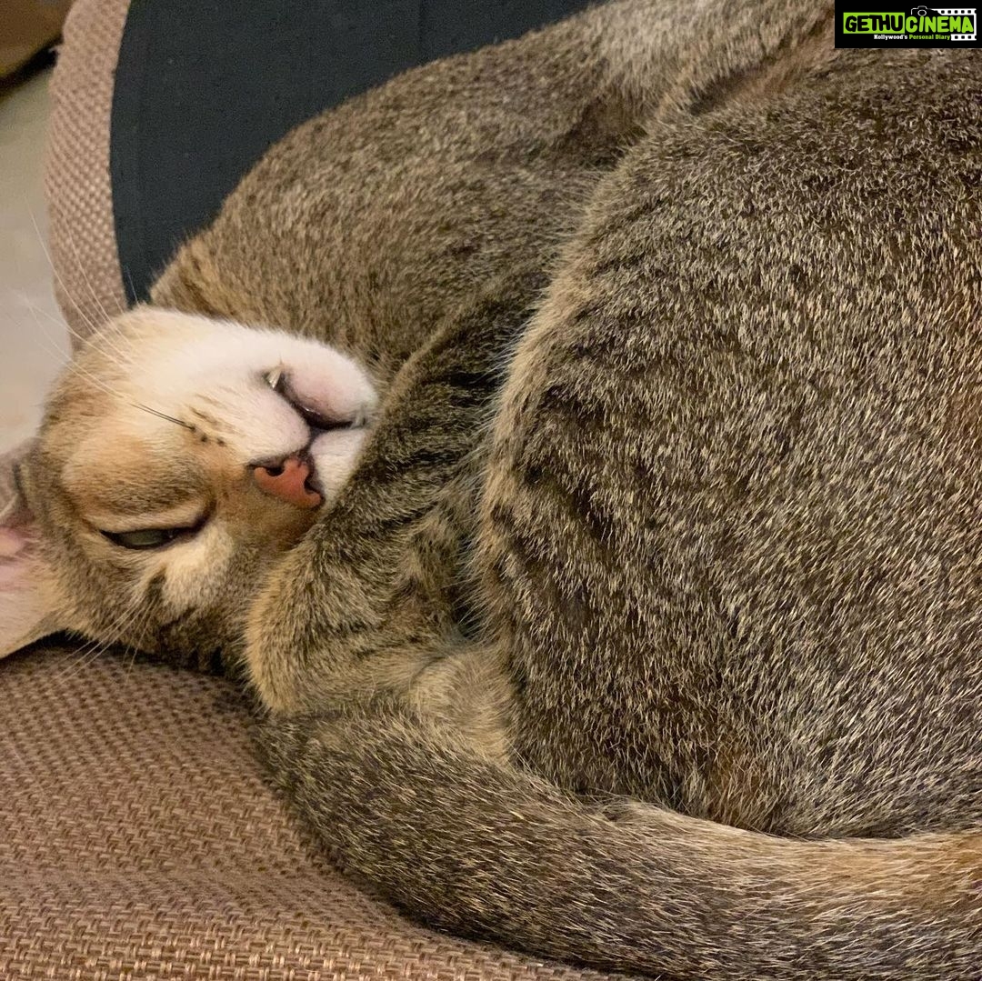 Sneha Ullal Instagram - See my Bonet cat..Peacefully sleeping with his cute teeth.Too much cuteness.🥰