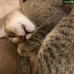 Sneha Ullal Instagram - See my Bonet cat..Peacefully sleeping with his cute teeth.Too much cuteness.🥰