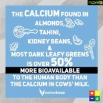 Sneha Ullal Instagram – The first question people ask me when i say i dont consume animal’s milk is 
“what about your calcium”.
Well now you know.#vegan #snehaullal #plantbased