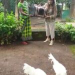 Sneha Ullal Instagram - My Hen 🐓 has be released in the farm.And she is doing well.She has company.She fought for her place and she is a fucking queen.She is free.God is kind.💚💚💚 🐓 This women is Fizza Shah ,she is an animal activist and she is my saviour.🙏🏻