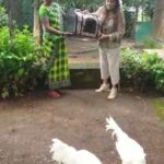 Sneha Ullal Instagram - My Hen 🐓 has be released in the farm.And she is doing well.She has company.She fought for her place and she is a fucking queen.She is free.God is kind.💚💚💚 🐓 This women is Fizza Shah ,she is an animal activist and she is my saviour.🙏🏻