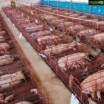 Sneha Ullal Instagram - Suffering and Agony.This is where your food comes from.These animals dont deserve this.No god no theory can ever make sense of this.They are not here sharing our planet only to die for our fashion and food.Thats not their purpose.Do you really not feel anything?You can be better, choose better,be kinder more compassionate.Be a vegetarian/vegan and make a beautiful difference today.I always say this “i need no one harmed to live my life” #vegan #snehaullal #keepitreal #crueltyfree 💚🌷🙏🏻
