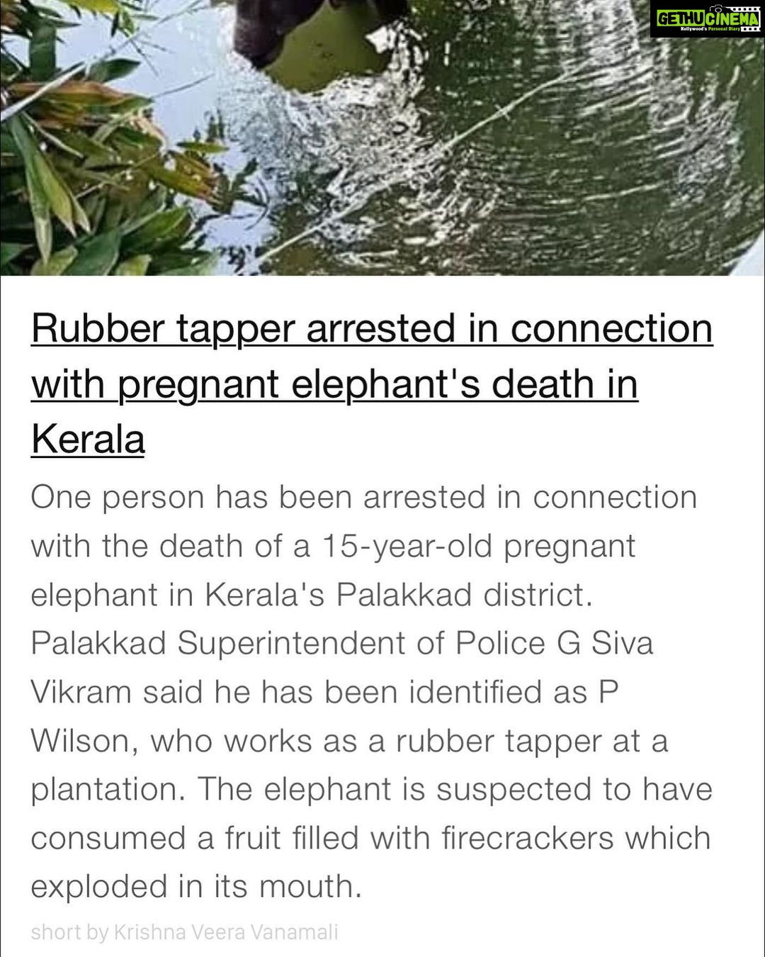 Sneha Ullal Instagram - Mr P Wilson from Kerala is one of the guys responsible for the elephants death.He is arrested and i hope the law punishes him and the others rightfully enough that it sets an example and hopefully prevents such hideous moments in the future. And for all of you who didn’t know this,let me enlighten you.Fruits or anything filled with explosives to kill or chase away wild boar or other animals in-order to protect crops etc. is also ILLEGAL.So pls read and understand our law or if not,understand this,does it even sound humane?Do animals deserve that kind of pain? As you know i have always fought for animal rights and i always will.I will never shy away from that.I feel its my calling on this earth to preach COMPASSION. I know many of you don’t agree with my Non-Violent diet,but sadly if you are unable to respect and feel the pain animals go through,the least you can do is be kinder to the people around you (if not animals around you).Be kinder in any way you can. We all need to heal.”WE ALL LACK COMPASSION” and we are all locked down for a reason thats bigger than #covid19 🙏🏻.”FIND YOUR REASON” #snehaullal #keep it real #vegan #crueltyfree #lockdown 💚
