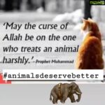 Sneha Ullal Instagram - I found my favourite quote from the Quran Shareef🙏🏻🌷 #snehaullal #vegan #crueltyfree