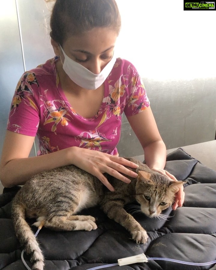 Sneha Ullal Instagram - Our building cat disappeared for 2 weeks.When he returned,he wasn’t eating or drinking for a while.We finally decided that its time to take him to the vet.We got his blood test done,which was quite alarming. His kidney levels are really high,he has signs of Jaundice and he is an old cat.We have admitted him so that he can receive the treatment he deserves.Next 3 days are critical and @ajpropman @saumyaullal and myself will be visiting the clinic every day to make sure he is comfortable and well taken care of.His name is “Lovey” and he is a lovely warm cat.And he will survive.❤️🙏🏻 #snehaullal #vegan #crueltyfree #life