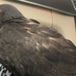 Sneha Ullal Instagram - Found this pigeon struggle on the road on Sunday,i got her home,took her to the vet on Monday, soon after that she didn’t make it.I dont know what happened but the vet couldn’t save her , i couldn’t save her.Things like this i live for and weirdly its these things that also break me.Just cremated her.