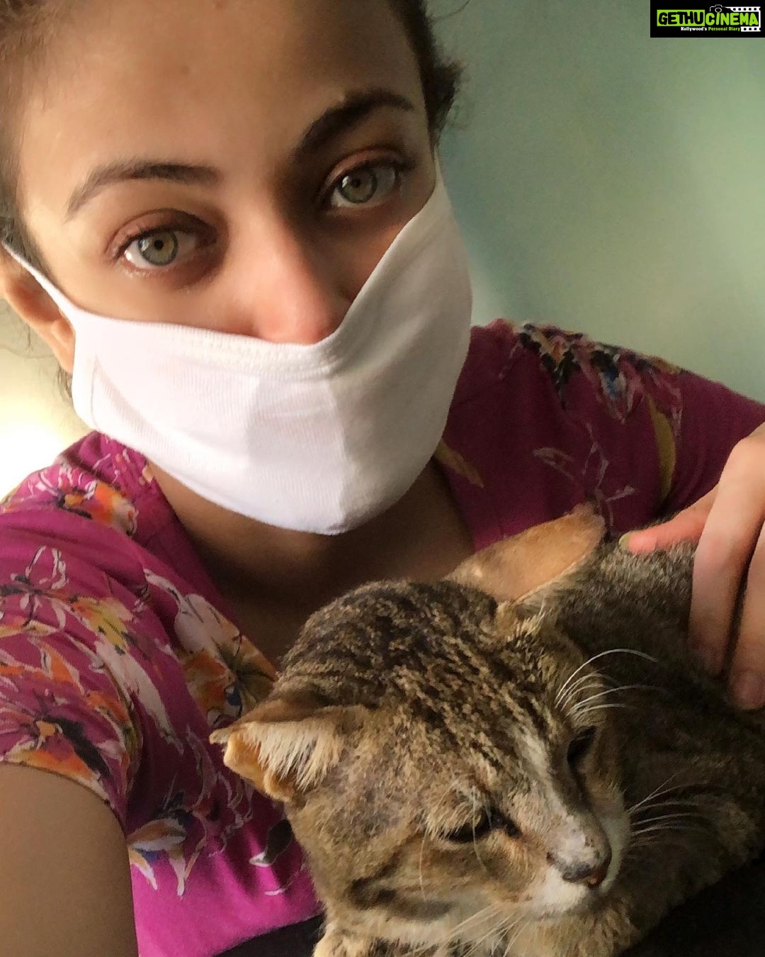 Sneha Ullal Instagram - Our building cat disappeared for 2 weeks.When he returned,he wasn’t eating or drinking for a while.We finally decided that its time to take him to the vet.We got his blood test done,which was quite alarming. His kidney levels are really high,he has signs of Jaundice and he is an old cat.We have admitted him so that he can receive the treatment he deserves.Next 3 days are critical and @ajpropman @saumyaullal and myself will be visiting the clinic every day to make sure he is comfortable and well taken care of.His name is “Lovey” and he is a lovely warm cat.And he will survive.❤️🙏🏻 #snehaullal #vegan #crueltyfree #life