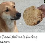 Sneha Ullal Instagram - COVID DOES NOT SPREAD THROUGH ANIMALS ! WHO has already clarified that.Please don't subject your pets to cruelty for your lack of knowledge.Show some compassion atleast now. . LIST OF DOG FEEDERS - HYDERABAD Area Name No of Dogs.Phone no . Nedermet Varun 10kgs 9491727555 Sanikpuri Vijaya / ajantha 5 kgs +91 99124 97599 A a rao nagar Nagendra hawkins 8686212649 Maula ali Sanjeev/ sunil 5 kgs +919652218080/ +917569382611 Malakajgiri Thomas / purshottam 10 kgs +919866337470 / +918341526196 Begumpet Venkat 50dogs 9030019005 Panjagutta Aakash 5kgs 8977493047 Somajiguda Aashish 100 dogs +91 79937 73773 Banjara hills Arpita Rao 50 dogs 9030005462 Himayathnagar Shruti/ shailaja 40 dogs atleast 7799382835/+91 83285 24348 Parsigutta Siva Prakash 25 dogs +919515358509 Masab tank Stella 100dogs +91 79955 30360 Manikonda Mukesh 100dogs +91 90100 42297 Alkapoor Gurmeet 30 dogs +91 84029 40020 Gachibowli circle - ORR entrace Prabhakar ( lakshmi) 20 dogs 8143747077/9491887393 Gachibowli inorbit Winfred 30dogs 9154991038 Gachibowli - kondapur Amruta 30 dogs 9769007608 Kukatpally Sai sree / surya/ kasi reddy 80/40 /40 = 160 dogs 9949679131/ +91 83285 24348/ +91 99669 97166 Karkhana Gazal 10 dogs +91 87907 71088 Tirumalgiri Sashu 9030005462 Nedermet