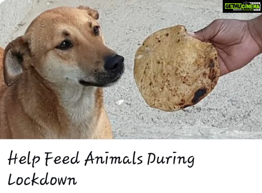 Sneha Ullal Instagram - COVID DOES NOT SPREAD THROUGH ANIMALS ! WHO has already clarified that.Please don't subject your pets to cruelty for your lack of knowledge.Show some compassion atleast now. . LIST OF DOG FEEDERS - HYDERABAD Area Name No of Dogs.Phone no . Nedermet Varun 10kgs 9491727555 Sanikpuri Vijaya / ajantha 5 kgs +91 99124 97599 A a rao nagar Nagendra hawkins 8686212649 Maula ali Sanjeev/ sunil 5 kgs +919652218080/ +917569382611 Malakajgiri Thomas / purshottam 10 kgs +919866337470 / +918341526196 Begumpet Venkat 50dogs 9030019005 Panjagutta Aakash 5kgs 8977493047 Somajiguda Aashish 100 dogs +91 79937 73773 Banjara hills Arpita Rao 50 dogs 9030005462 Himayathnagar Shruti/ shailaja 40 dogs atleast 7799382835/+91 83285 24348 Parsigutta Siva Prakash 25 dogs +919515358509 Masab tank Stella 100dogs +91 79955 30360 Manikonda Mukesh 100dogs +91 90100 42297 Alkapoor Gurmeet 30 dogs +91 84029 40020 Gachibowli circle - ORR entrace Prabhakar ( lakshmi) 20 dogs 8143747077/9491887393 Gachibowli inorbit Winfred 30dogs 9154991038 Gachibowli - kondapur Amruta 30 dogs 9769007608 Kukatpally Sai sree / surya/ kasi reddy 80/40 /40 = 160 dogs 9949679131/ +91 83285 24348/ +91 99669 97166 Karkhana Gazal 10 dogs +91 87907 71088 Tirumalgiri Sashu 9030005462 Nedermet