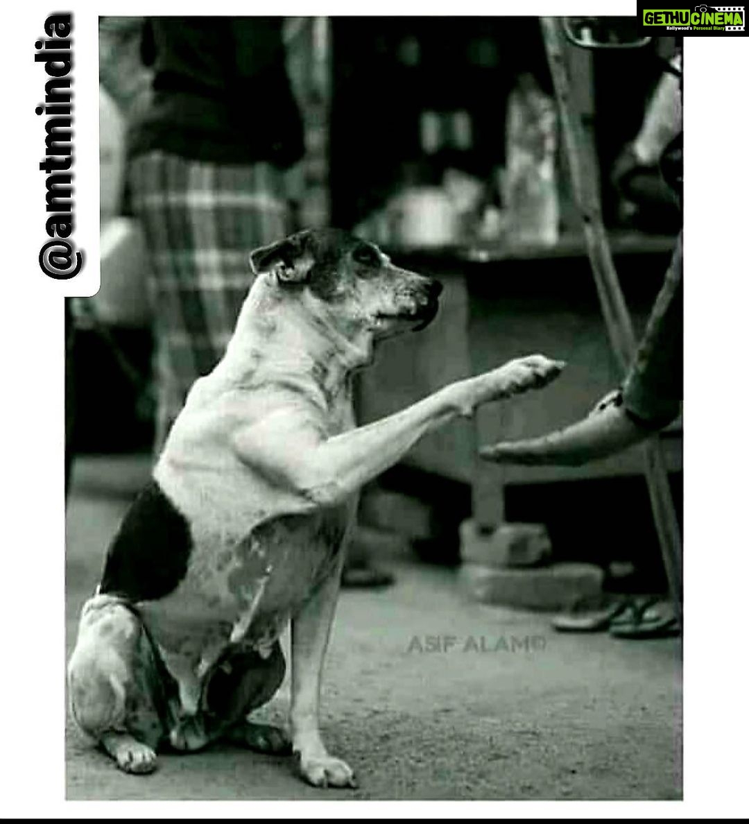 Sneha Ullal Instagram - Dont worry ! I am with you in this. This shall pass too..... Adopt or support a stray they never give up on you or your difficulties. Donate @amtmindia via links below to support strays. www.amtmindia.org/donate/ Or Gpay: 9819380310 Or https://bit.ly/3dD6pfo @amtmindia