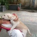 Sony Charishta Instagram - #A pet is the only thing on earth that loves you more than you love yourself #🐕 #😊🤗. . . . * * * * *#reels #sonycharishta #love #puppies # #dogsofinstagram #cutedogs #dogslover #dogofinsta #dog #dogsandpals #doginstagram #puppylove #dogstagram #doglovers #dogs #puppylove #animalsofinstagram #animals #animallovers #dogsofinstagram #dogreels